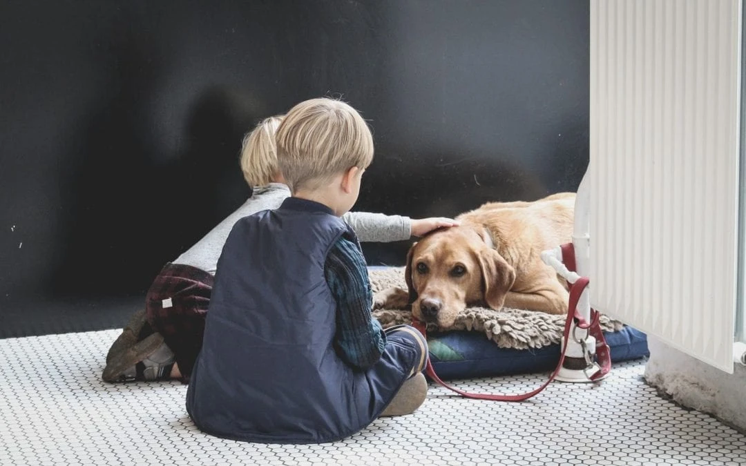 How Understanding the Signs of Euthanasia Leads to Better Pet Wellness and Comfort
