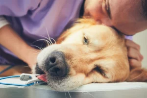 Signs your pet may need euthanasia